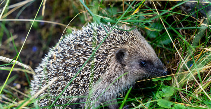 Igel unterwegs