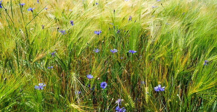 Bleus dans un champ de céréales