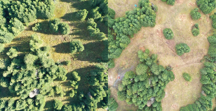 Avant/après d’une mission dans un bas-marais de l’Oberland bernois: le travail essentiel de Pro Biotop rendu  visible.