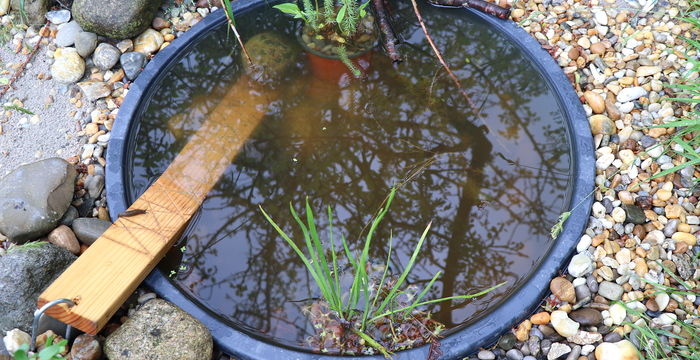 Auch ein kleiner, selbstgebauter Teich mit Ausstiegshilfe ist wertvoll für die lokale Artenvielfalt. © Deborah Helfenstein