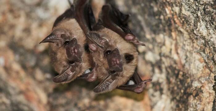 Fledermäuse
