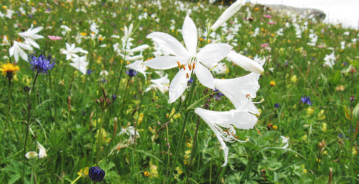 Blumenwiese Paradislilie