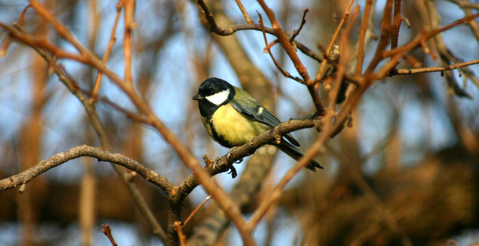 Qui chante par ici ?