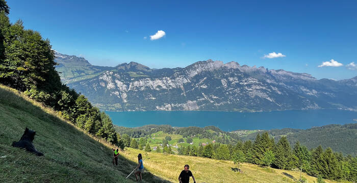 …ou lors de la valorisation et fauche d’entretien d’une surface de foin sauvage au-dessus du Walensee à Obstalden GL.