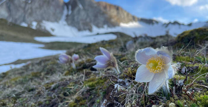 Anémones de printemps