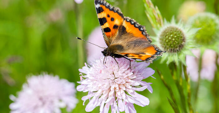 Bunte Schmetterlinge, singende Vögel, raschelnde Blätter. Leben im Naturgarten macht Freude. © Matthias Sorg