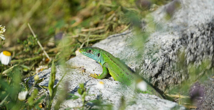 Eidechsen und andere Kleintiere freuen sich auf sonnige, warme Plätze im Naturgarten. © Hanna Schreiber