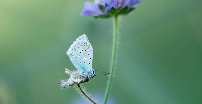 Lysandra bellargus