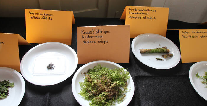 Auswahl an gefundenen Pflanzenarten