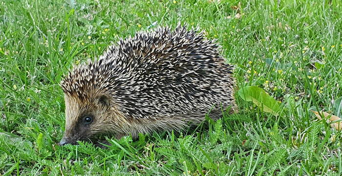 Igel im Gras