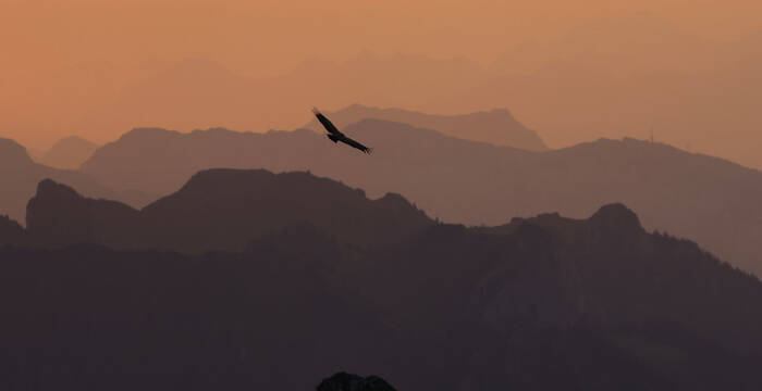 Vautour fauve en plein vol