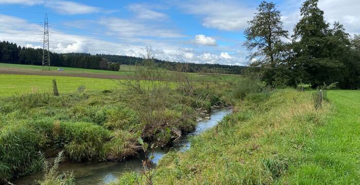 An diesem Abschnitt hat der Biber bereits gewirkt und ein strukturreiches Gewässer entstehen lassen. Foto: Pro Natura Luzern