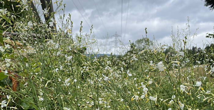 Ein Jahr nach dem Ersteingriff im Birgel blüht bereits die Graslilie