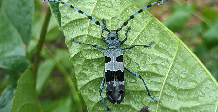 Auf der Fläche im Birgel wurde währen einer Direktbegrünung ein Alpenbock gesichtigt.