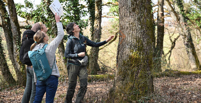 Kleingruppe untersucht Baumstämme
