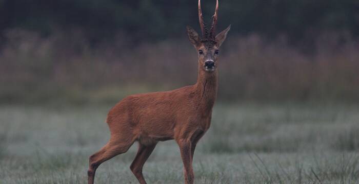 Reh_cr_saxifraga-luc hoogenstein