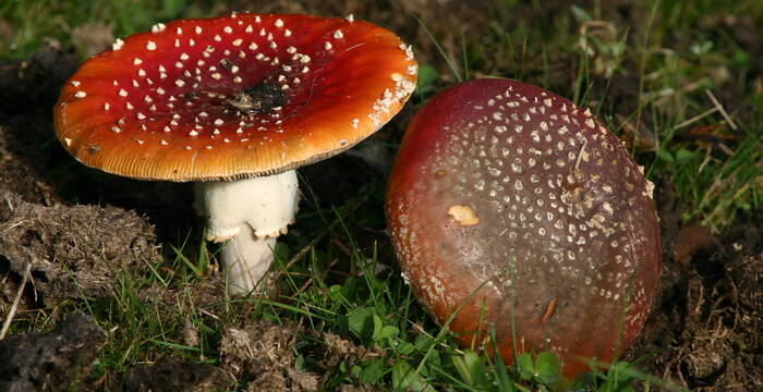 Champignons