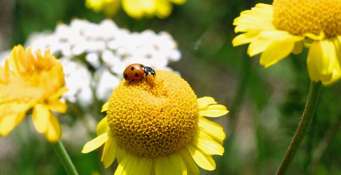 Insekten im Landwirtschaftsland