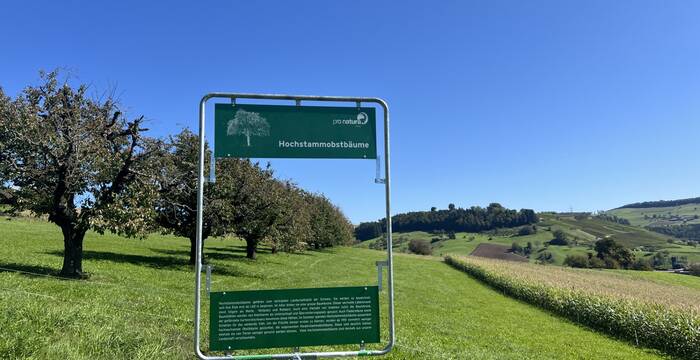 Hochstammobstbau