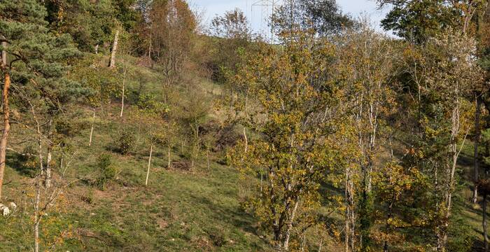 Mittlerer Brandel: Mosaik aus Feucht- und Trockenlebensräumen