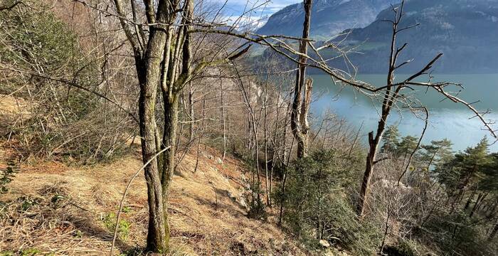 Licht und Totholz schaffen neues Leben im Wald unterhalb von Lopper und Pilatus. © H. Bolzern