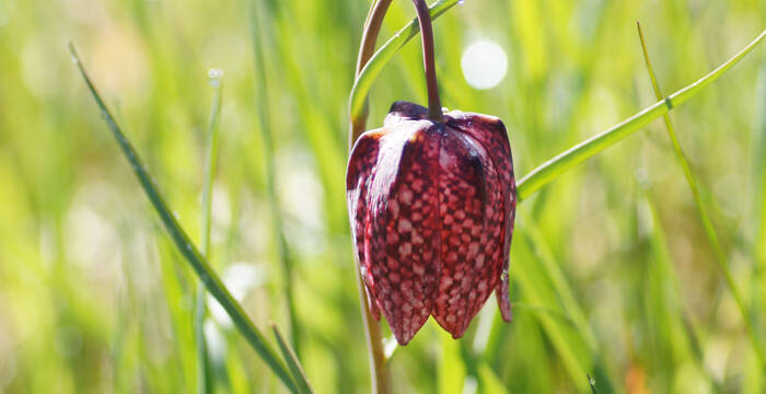 Tagesexkursion Schachblumen im Doubs-Tal