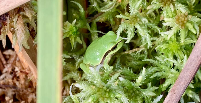 Wildert Laubfrosch