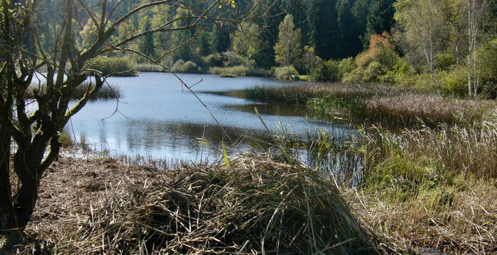 Wildertweiher