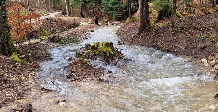 Das neue Bachbett, das den Auenwald mit Wasser versorgt und zu periodischen Überflutungen des Gebiets beiträgt. © Jürg Hunziker