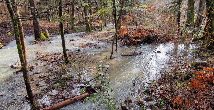 Wasserdurchfluss in einem Abschnitt des Auenwaldperimeters. © Jürg Hunziker