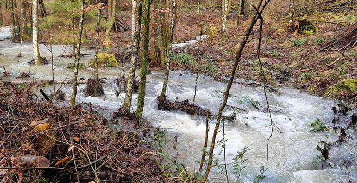 Die teilweise zu starke Strömung im Auenwald nach ausgiebigem Niederschlag. © Jürg Hunziker