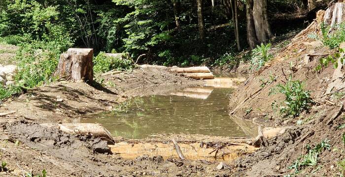 Bereits umgesetzte Massnahmen sind die Schaffung eines Überlaufs im Hauptbachbett sowie der Rückbau einer Betonbrücke und einer Forststrasse, um den Wasserfluss durch den ehemaligen Auenwaldperimeter wieder zu aktivieren. © Jürg Hunziker