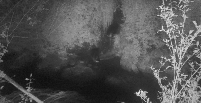 Nachts aktiv: zwei Biber beim Ausstieg aus dem Wasser.