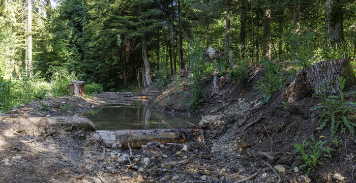 Auenwälder sind widerstandsfähiger gegen Trockenheit. © Matthias Sorg