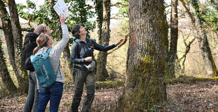 Observation des dendromicrohabitats