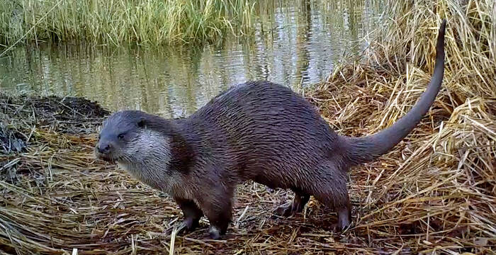 Der Fischotter in seinem Element: naturnahe Gewässer sichern sein langfristiges Überleben. © Kurt Grossenbacher