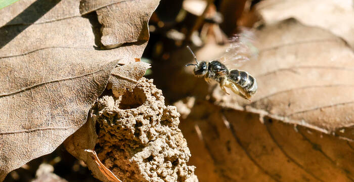 Une abeille des sables s'approchant de son site de nidification