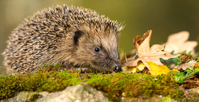 Tagesexkursion das Tier des Jahres 2026: der Igel herbsttour