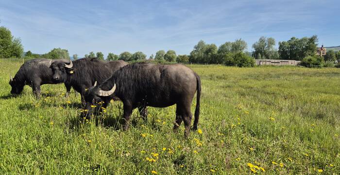 Wasserbüffel im Ronfeld. Foto: Peter Knaus