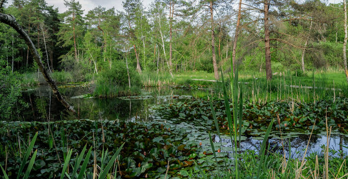 Pro Natura Schutzgebiet Düdinger Moos (FR). © Matthias Sorg
