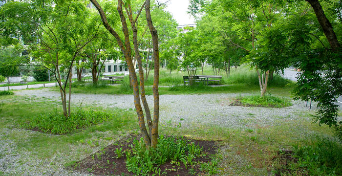 Ökologisch aufgewerteter Stadpark in Bern mit Kiesflächen, Bäumen und Blumenwiesen