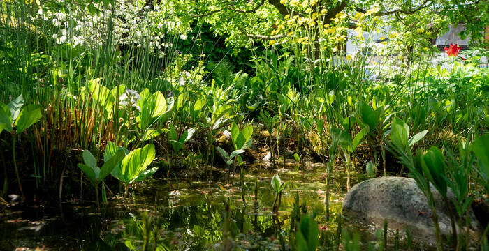Teich im Naturgarten