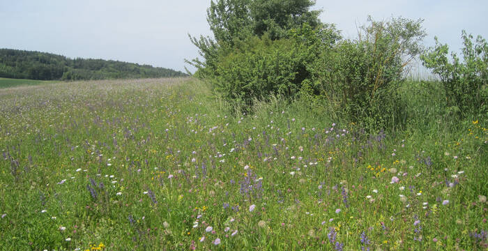 Blumenwiesen mit Strukturen wie z.B. Hecken bieten vielen Tierarten Nahrung und Unterschlupf.