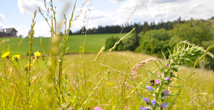 Diese Extensivwiese wurde in Werthenstein LU nach einer Beratung angelegt. Die Bienen erfreuen sich an dem diversen Blütenangebot.