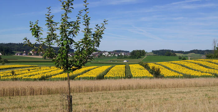 Auf einer Fläche im Kanton Zürich hat ein Pächter ein Agroforstsystem erstellt. In dieser Bewirtschaftungsform werden gleichzeitig Nahrungsmittel produziert und die Biodiversität gefördert.