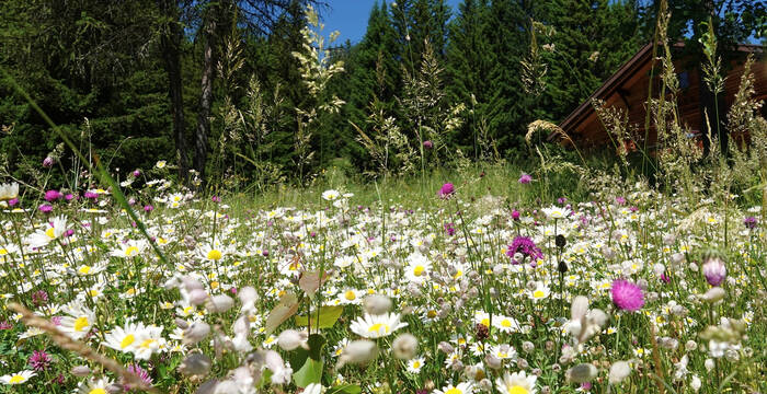Die Beratungsperson kann Tipps geben, wie eine bestehende Ökowiese verbessert werden kann. Diese Blumenwiese in Valbella GR wurde noch diverser, dank der Beratung.