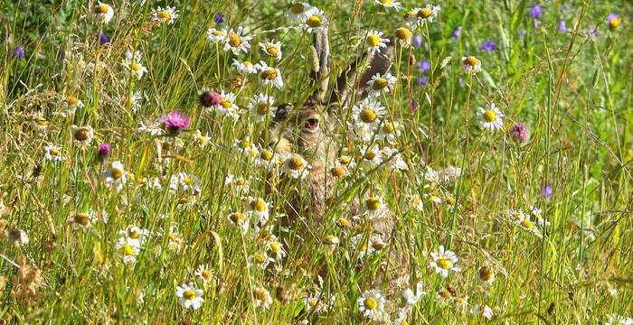 An der Blumenwiese in Valbella GR erfreute sich auch ein Feldhase.