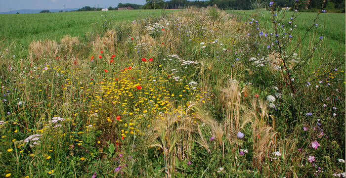 Auf Ackerflächen sind Buntbrachen eine sehr wirkungsvolle Förderungsmassnahme für die Biodiversität