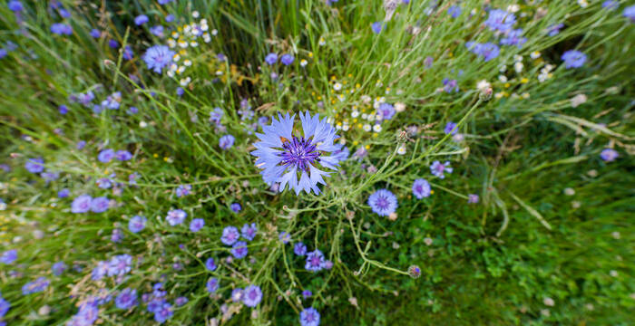 Ackerlandflora