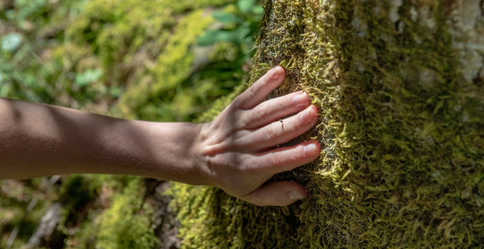 Bain de forêt